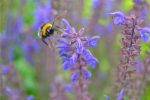 thumb of planting is wildlife-friendly. Bees love the salvias