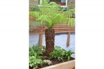 thumb of tree ferns and large leaved plants