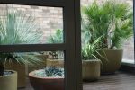 thumb of through the window to the terrace with exotic plants