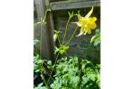 thumb of unusual plants include aquilegia chrysantha 'Yellow Queen'